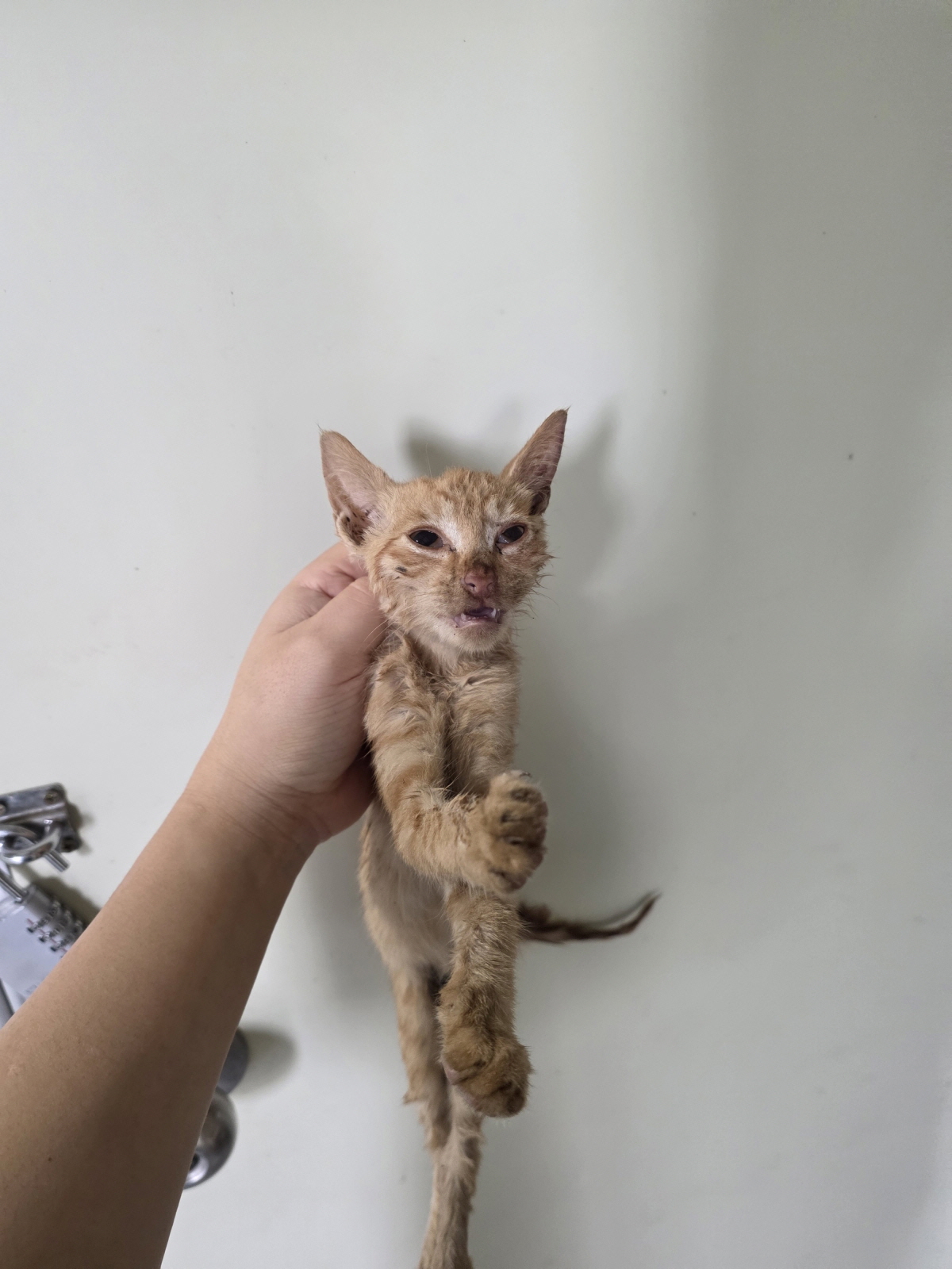 보호 중인 한국 고양이
