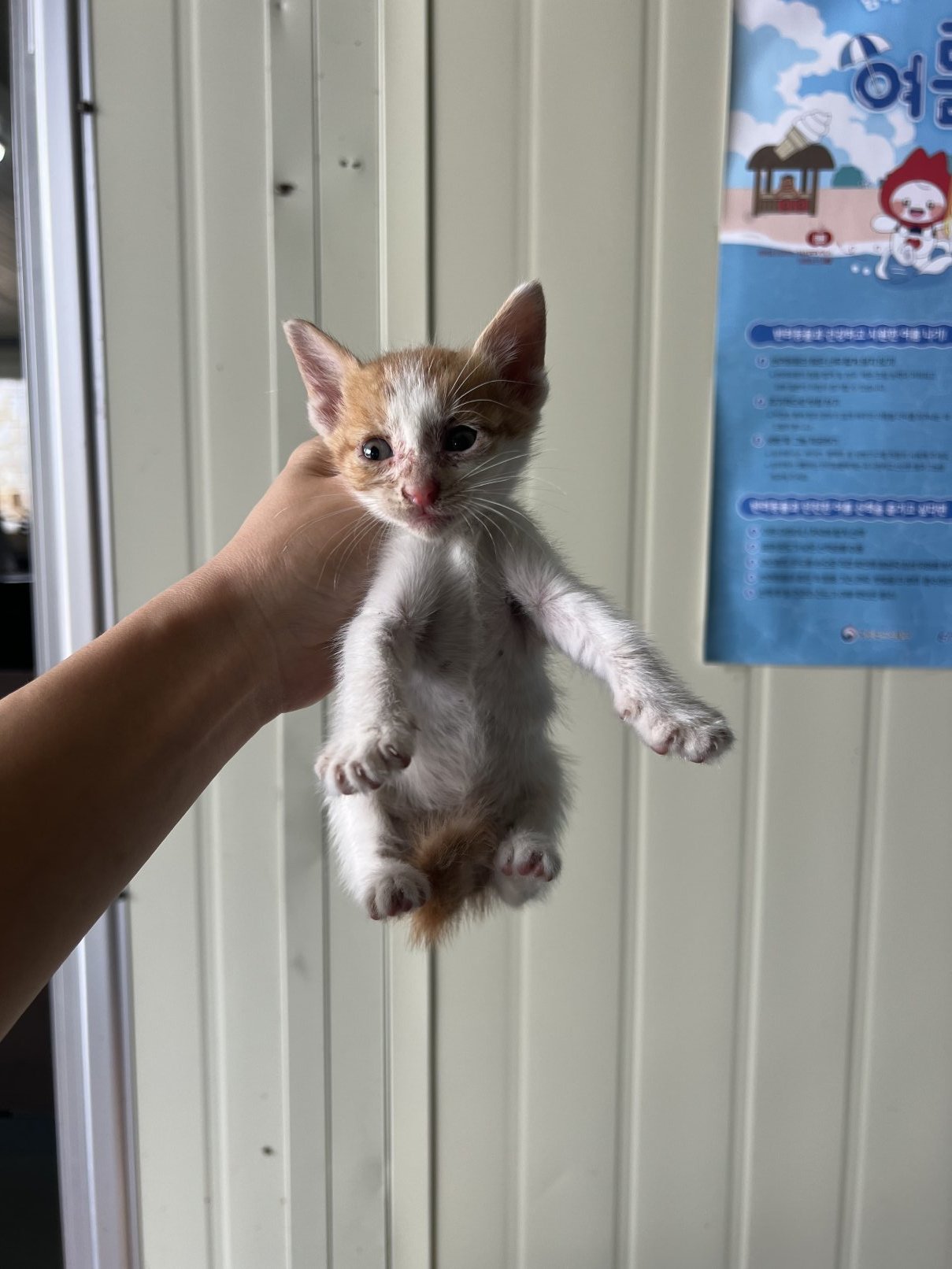 보호 중인 한국 고양이
