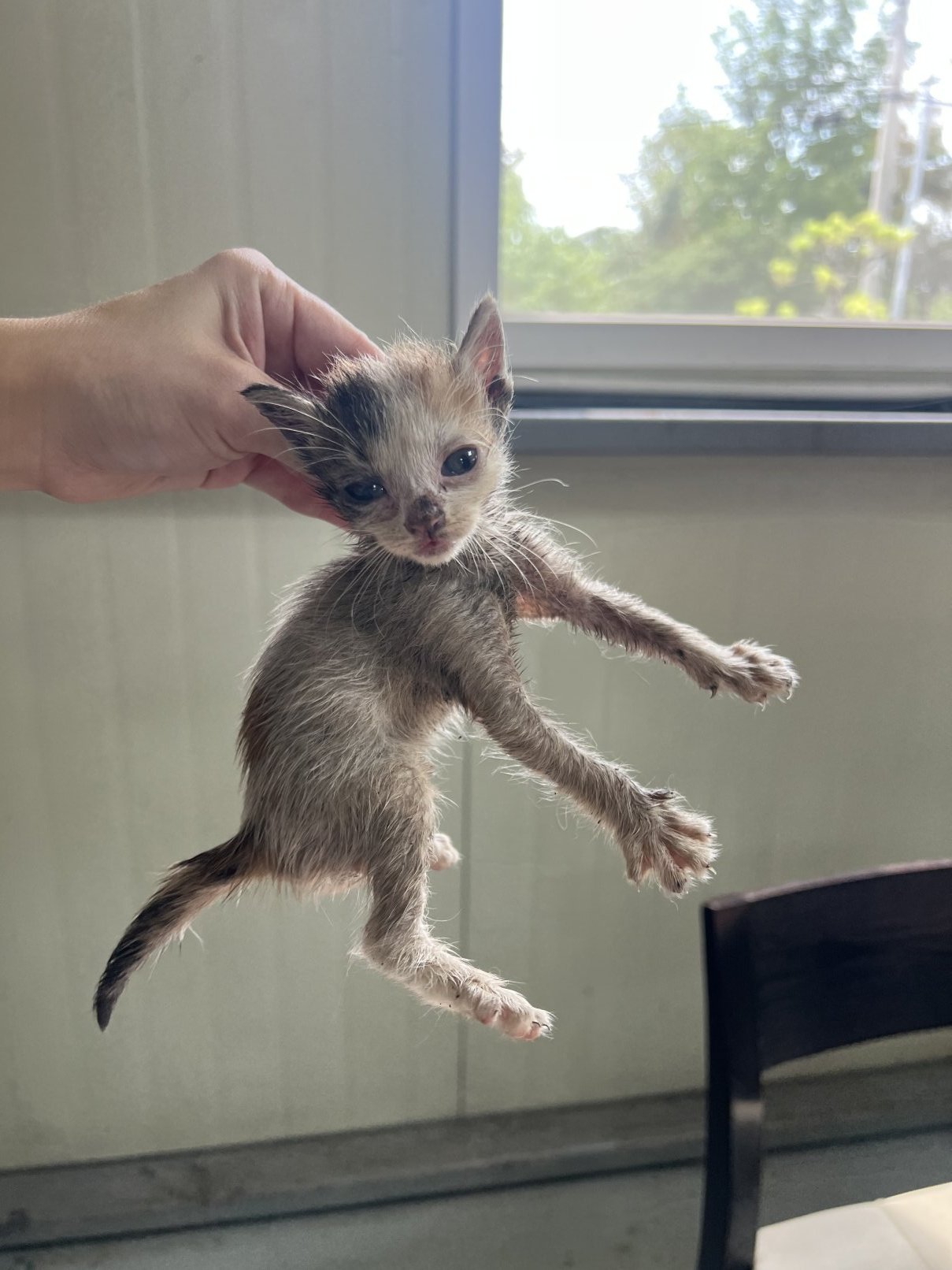 보호 중인 한국 고양이