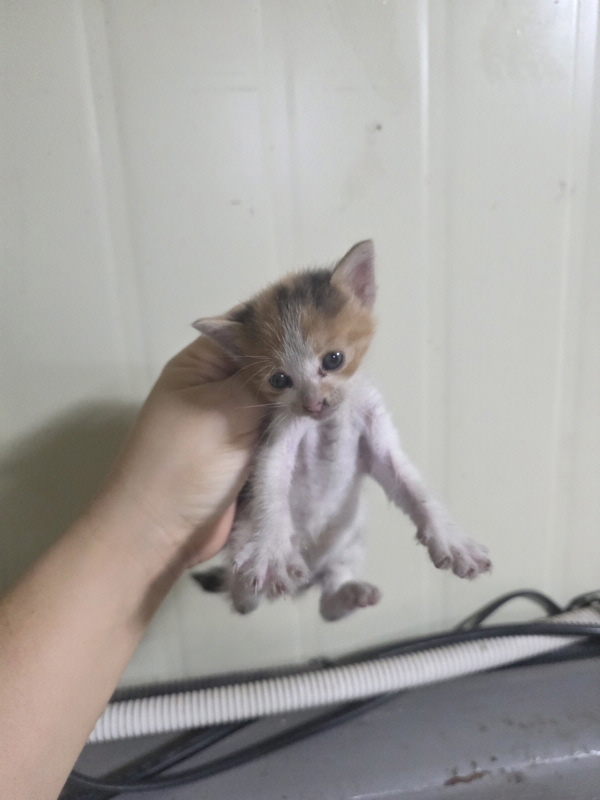 보호 중인 한국 고양이
