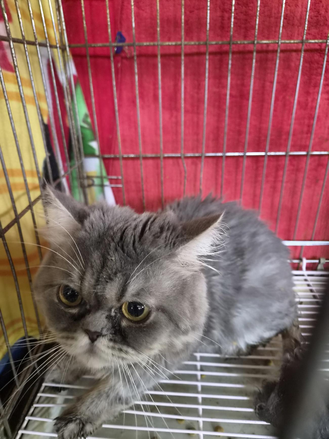 보호 중인 페르시안
