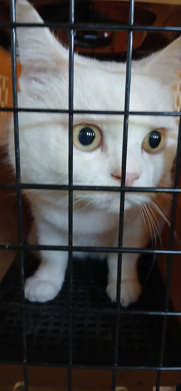 보호 중인 한국 고양이