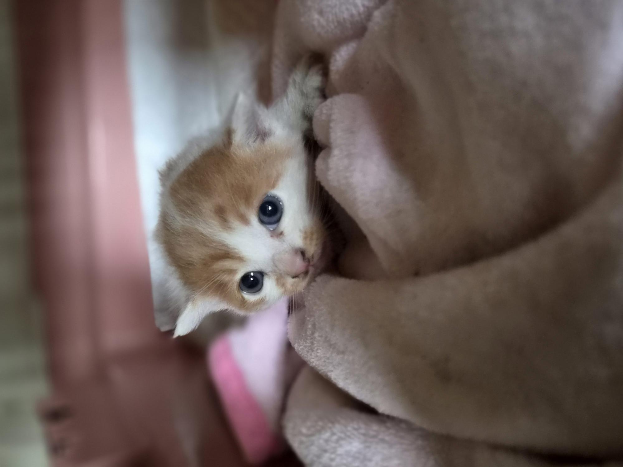 보호 중인 한국 고양이