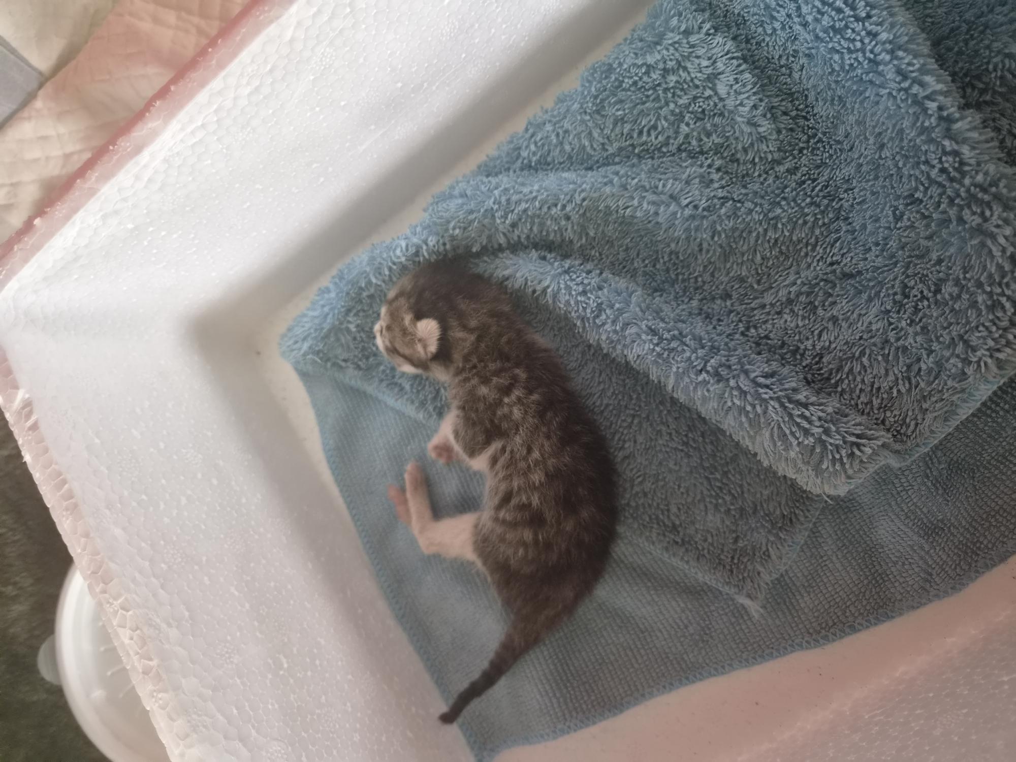 보호 중인 한국 고양이