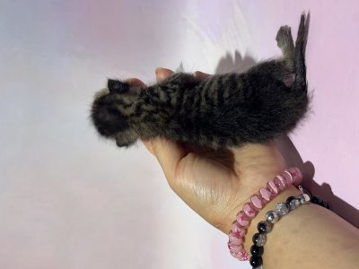 보호 중인 믹스묘