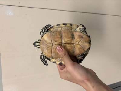 보호 중인 거북이