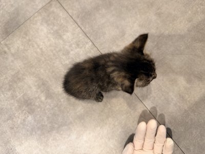 보호 중인 믹스묘