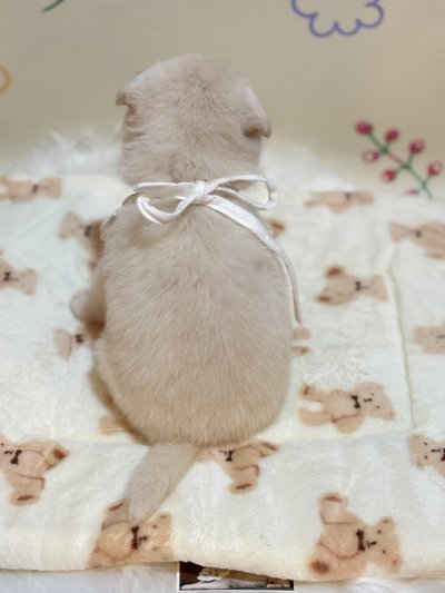 보호 중인 믹스견