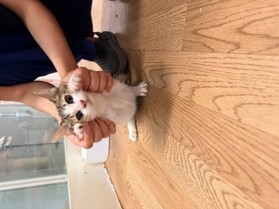 보호 중인 믹스묘