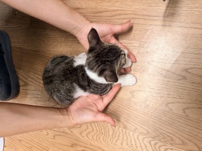 보호 중인 믹스묘