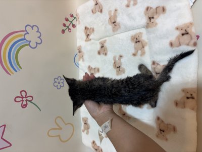 보호 중인 믹스묘