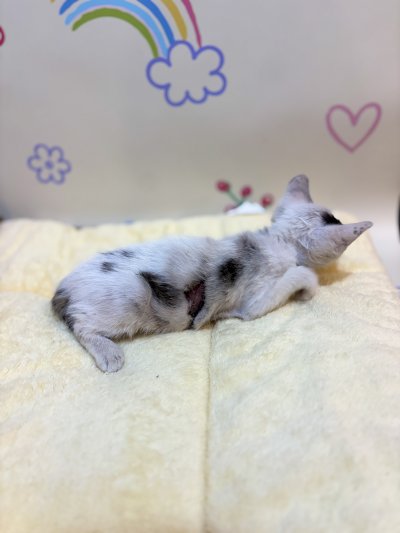 보호 중인 믹스묘
