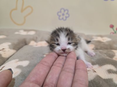 보호 중인 믹스묘