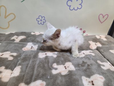보호 중인 믹스묘