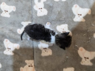 보호 중인 믹스묘