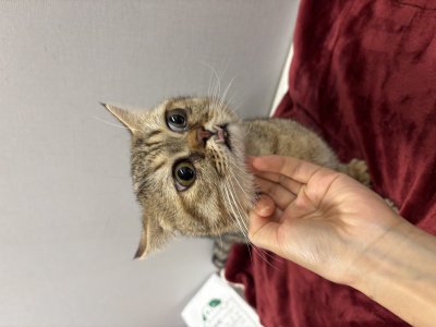 보호 중인 브리티시 쇼트헤어