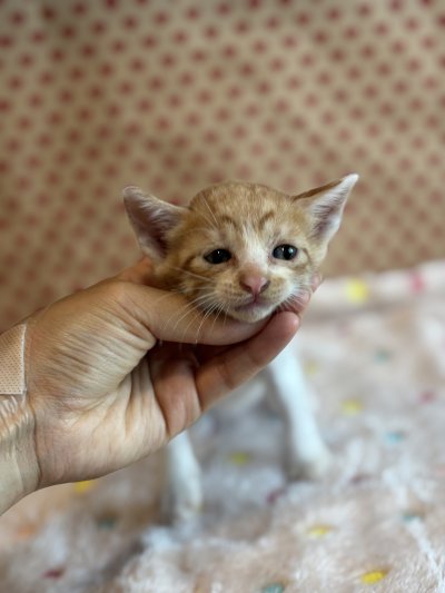 보호 중인 믹스묘