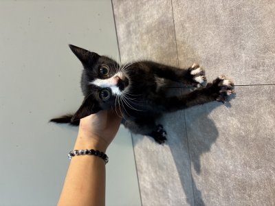 보호 중인 믹스묘