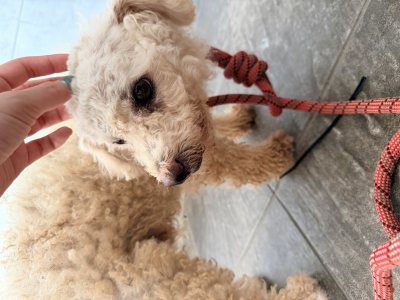 보호 중인 푸들