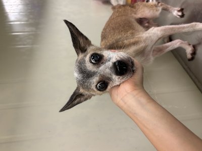 보호 중인 믹스견