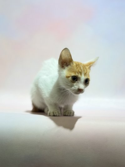 보호 중인 믹스묘
