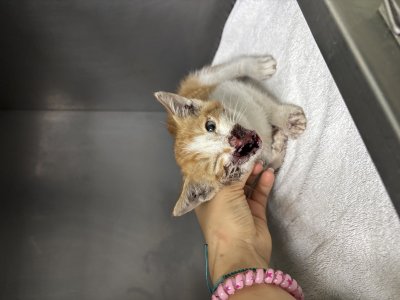 보호 중인 믹스묘
