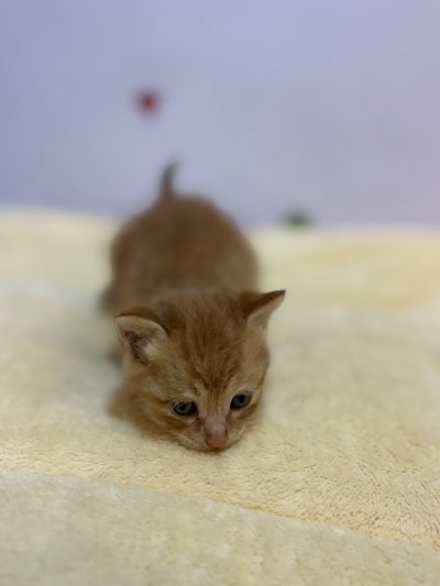 보호 중인 믹스묘