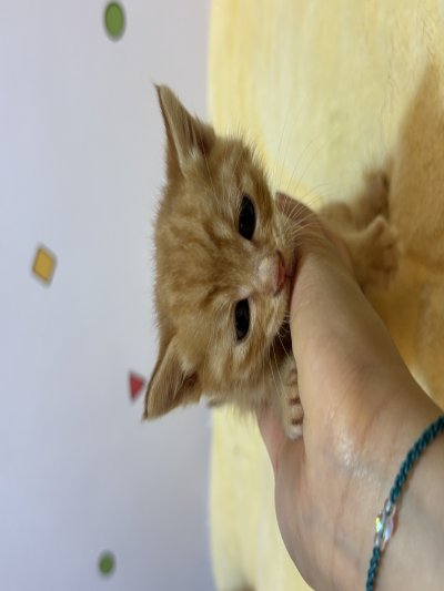 보호 중인 믹스묘