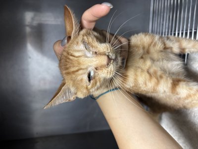 보호 중인 믹스묘