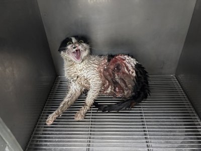 보호 중인 믹스묘