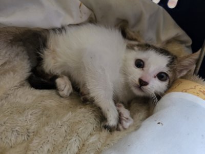 보호 중인 믹스묘