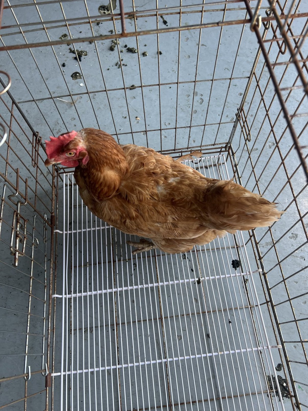 보호 중인 닭