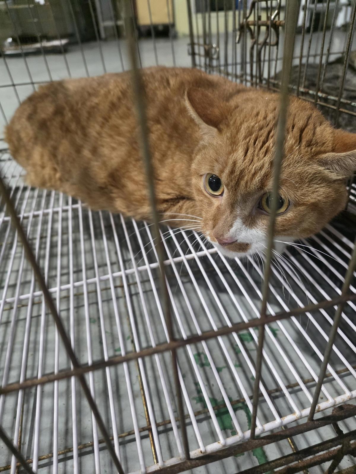 보호 중인 한국 고양이