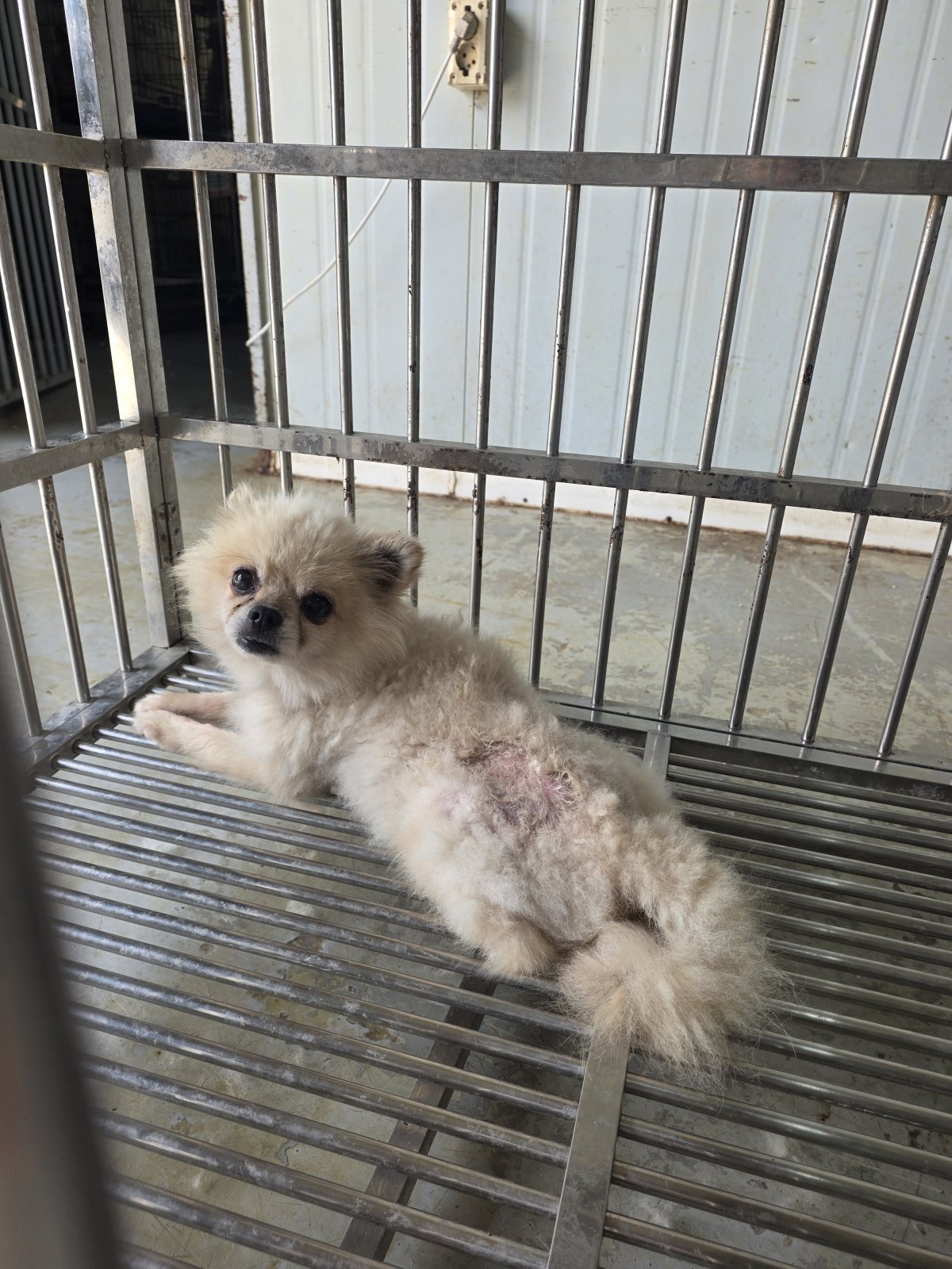 보호 중인 포메라니안