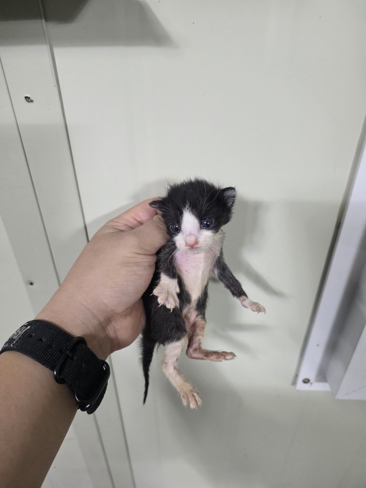보호 중인 한국 고양이