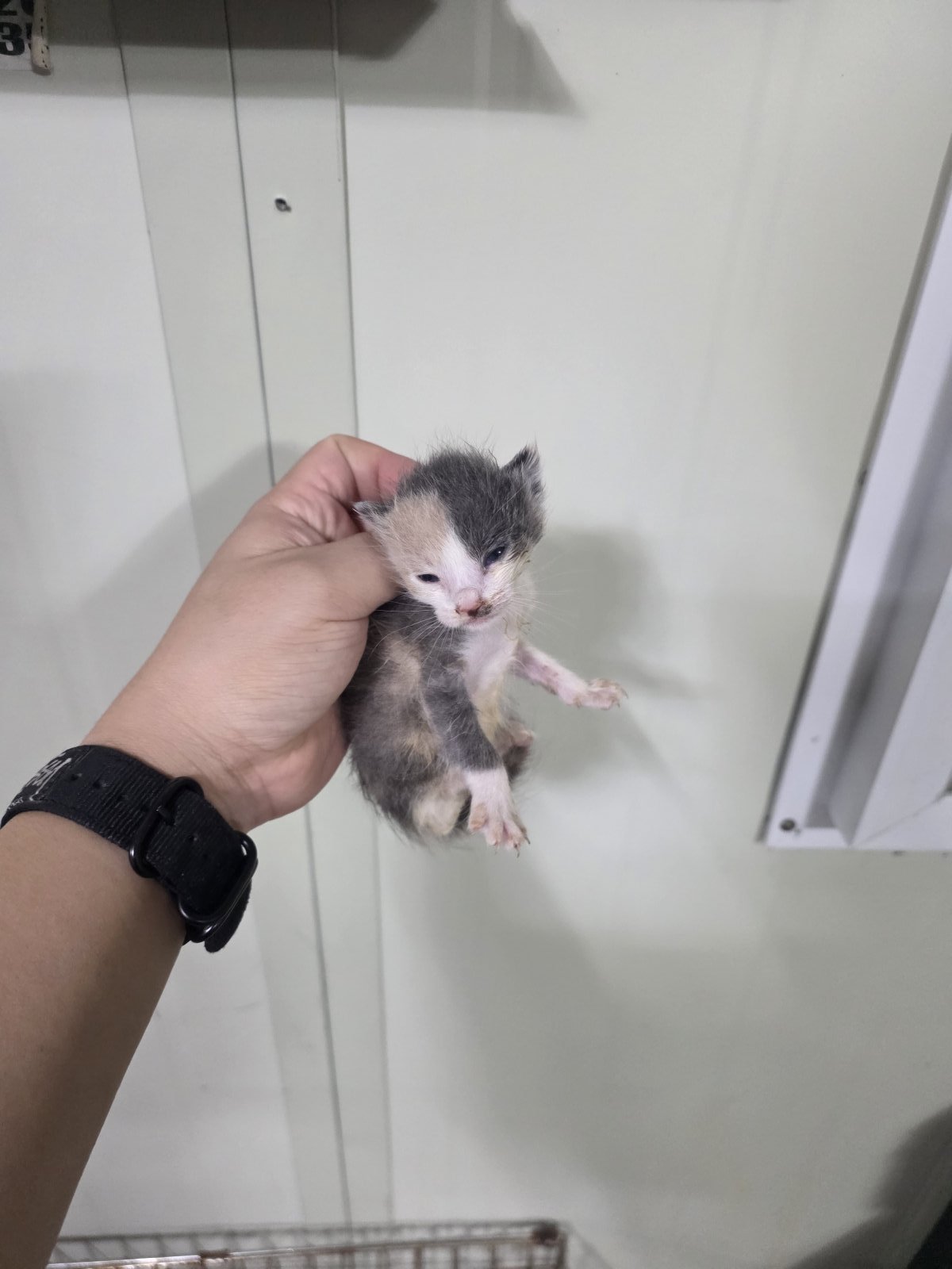 보호 중인 한국 고양이