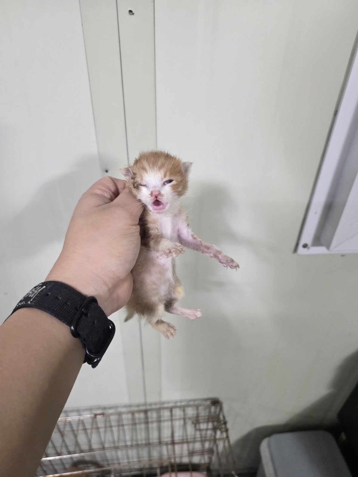 보호 중인 한국 고양이