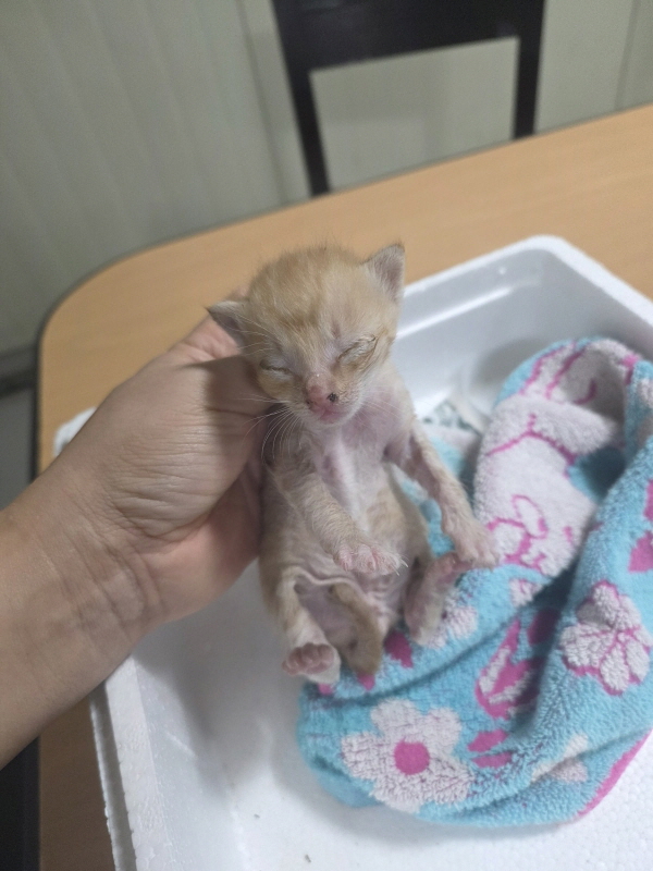 보호 중인 한국 고양이