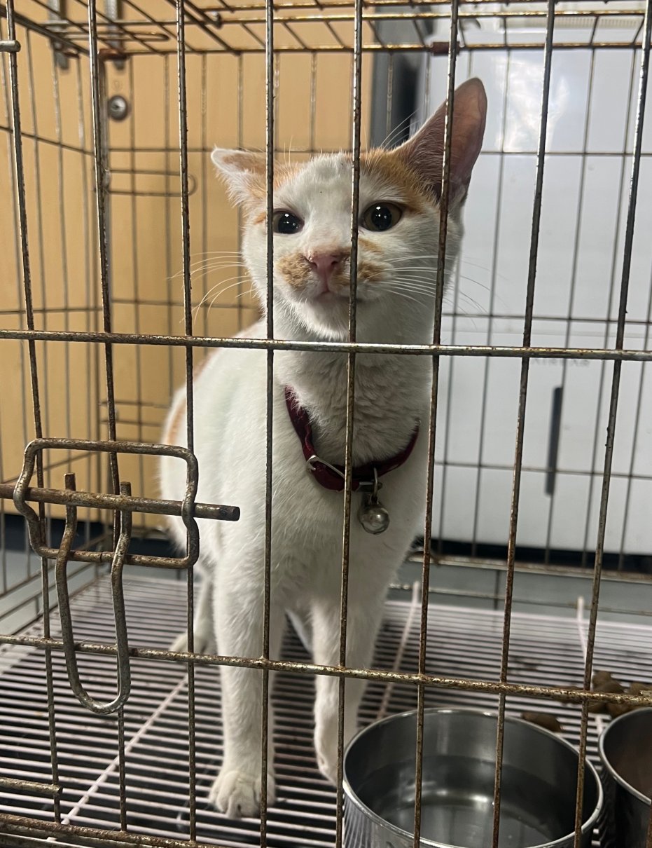 보호 중인 한국 고양이