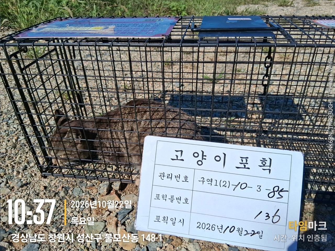 보호 중인 한국 고양이