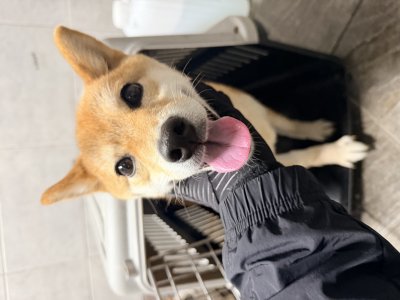 보호 중인 시바