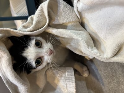 보호 중인 믹스묘