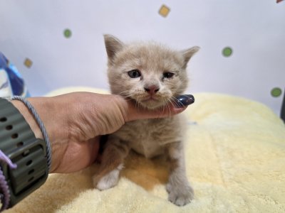 보호 중인 믹스묘