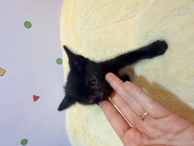 보호 중인 믹스묘