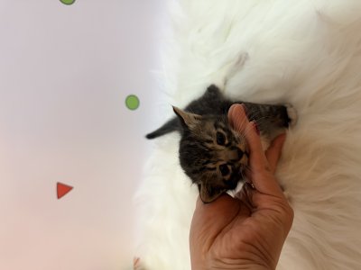 보호 중인 믹스묘