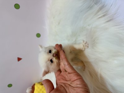 보호 중인 믹스묘