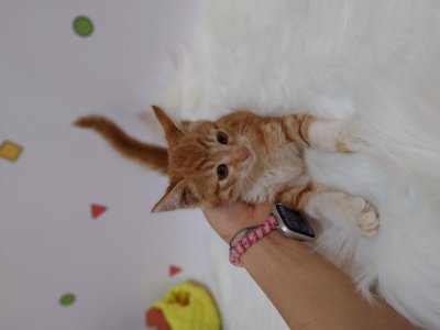 보호 중인 믹스묘