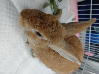 보호 중인 토끼