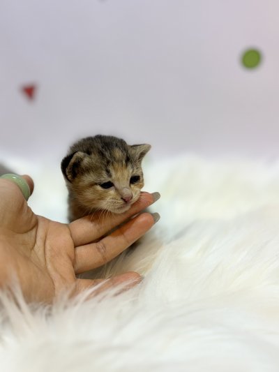 보호 중인 믹스묘