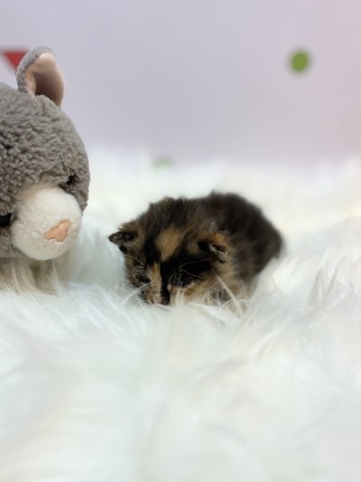 보호 중인 믹스묘